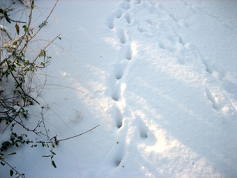 Spr i sn av djur som gtt ver tomten p ngsholmen. © Mats Ohlin 2012.