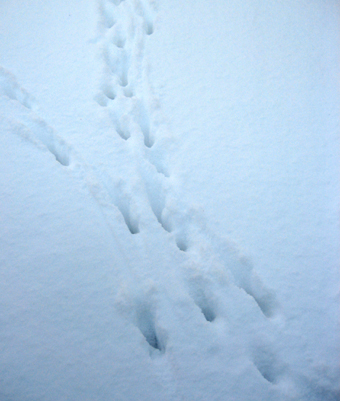 Spr i sn av djur som gtt ver tomten p ngsholmen. © Mats Ohlin 2012.