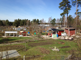 Linnea kolonitrdgrd i Eskilstuna, ett stadsdelsnra odlingsomrde. Bild: Helena Brobck